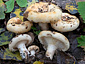 Lactarius evosmus