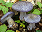 Cortinarius eucaerulescens