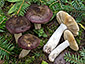 Russula firmula