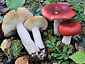 Russula vinososordida