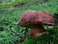 Boletus pinophilus