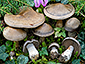 Cortinarius infractus