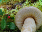 Lactarius olivinus