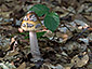 Amanita ceciliae