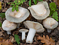 Russula pseudoaeruginea