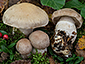 Cortinarius turgidus