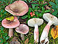 Russula gracillima