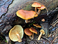 Gymnopilus penetrans