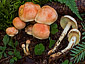 Pholiota astragalina