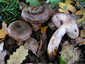 Lactarius violascens