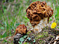 Gyromitra gigas