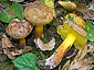 Boletus pulverulentus