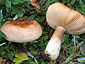 Russula dryadicola