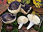 Russula amoena