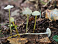 Mycena epipterygia