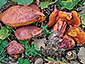 Boletus permagnificus