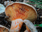 Lactarius semisanguifluus