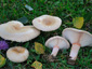 Lactarius pubescens