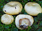 Lactarius dryadophilus