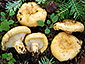 Lactarius intermedius