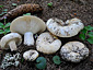 Russula chloroides