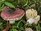 Russula tyrrhenica