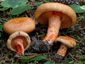 Lactarius salmonicolor