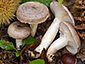 Lactarius luridus