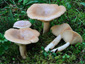 Lactarius utilis