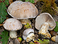 Cortinarius coerulescentium