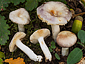 Russula parodorata