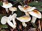 Hygrophorus leucophaeo-ilicis