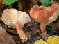 Lactifluus rugatus