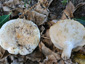 Lactifluus glaucescens