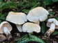 Tricholoma album