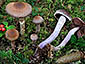 Cortinarius evernius