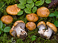 Cortinarius glaucopus