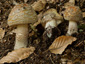 Amanita rubescens