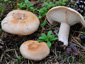 Lactarius musteus