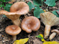 Lactarius hysginus