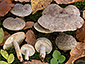 Lactarius fluens