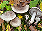 Tricholoma basirubens