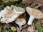 Russula galochroa