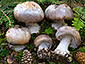 Cortinarius caesiocanescens