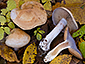 Cortinarius largus