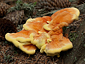 Laetiporus sulphureus