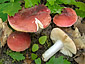 Russula rubra