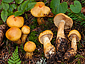 Cortinarius citrinofulvescens