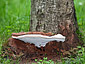 Ganoderma applanatum