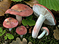 Russula zvarae